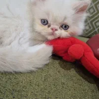 گربه ی پرشین