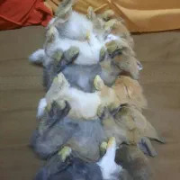 فروش نوزاد خرگوش نژاد مختلط لوپ و جرسی