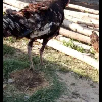 بوقلمو نر سه ساله