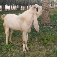 نر بز گلابی