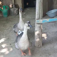 یک جفت قوغاز