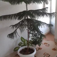 کاج مطبق