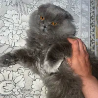 گربه نر اسکاتیش بریتیش  یکساله عقیم نشده