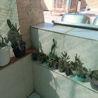 گل گلدان کاکتوس