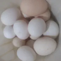 تخم نطفه دار گلین
