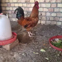 4عدد خروس جوان
