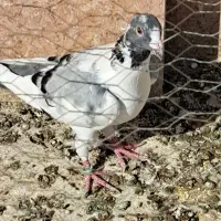 تعدادی کبوتر رنگه معاوضه