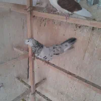 پرنده|پرنده|اردستان, |دیوار