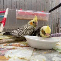 جوجه عروس هلندی