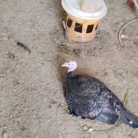 بوقلمون ماده تخم گذار بوربون و برنز