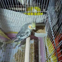 عروس هلندی نر و ماده