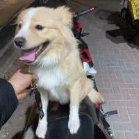سگ پامر اشپیتز نر