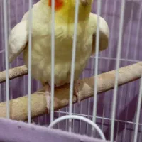 عروس هلندی نر سخنگو