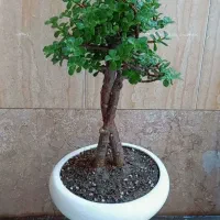گیاه طبیعی بنسای جید