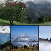 جنگلی بر فراز ابرها در دل کویر