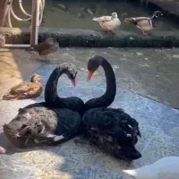 فروش یک جفت جوجه قو غاز