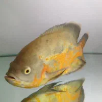 ۷ عدد ماهی گوشت‌خوار