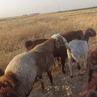 بره و بزغاله چاق