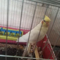عروس هلندی نر