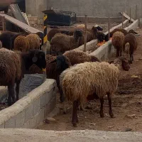 گوسفند زنده