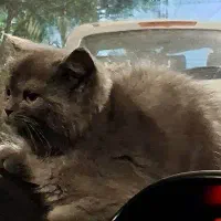 گربه بریتیش صورت خرسی