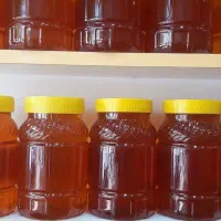 عسل فوق اعلاع اردبیل