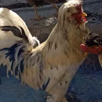 تخم مرغ نژاد سلطان