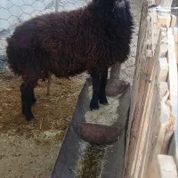 بره