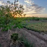 فروش زمین  و باغ ۲۲۱۸ متری در البرز|فروش زمین و ملک کلنگی|تهران, آذری|دیوار