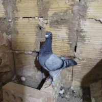 کبوتر