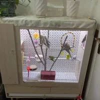 عروس هلندی ومرغ عشق