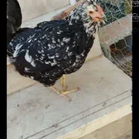 تخم گلین اصل نطفه دار