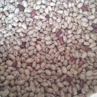 لوبیا چیتی عالی