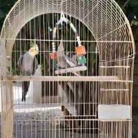 یه جفت عروس هلندی