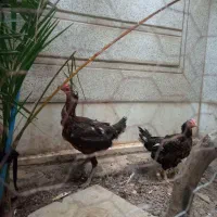 مرغ لاری اصیل افغان