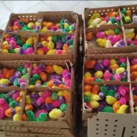 توزیع کارتنی جوجه رنگیreمحلی گلپاgاردکkشاخدار