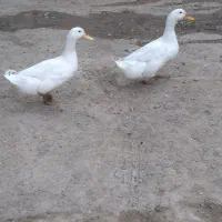 اردک