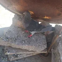 کفتر