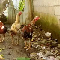 فروش سه عدد خروس لاری