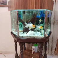 آکواریوم ۶ ضلعی کار شده با چوب (معاوضه)