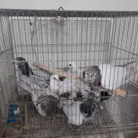 ۹عددجوجه تازه دونخورشده