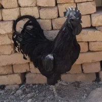 مرغ و خروس ایام سمانی