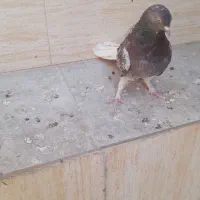 نر اصفهانی پر