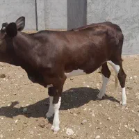 فروش دو عدد گوساله ماده در لامرد