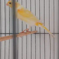 نر بالغ بخون
