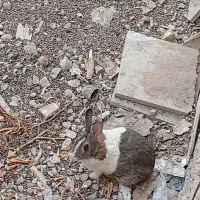 خرگوش زرنگ
