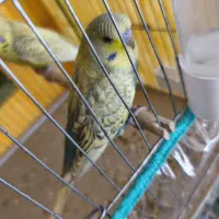 یک جفت جوجه مرغ عشق انگلیسی