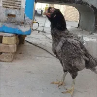 مرغ لاری