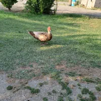 اردک شکلاتی نر