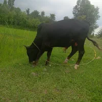ورزاکوله چالوسی